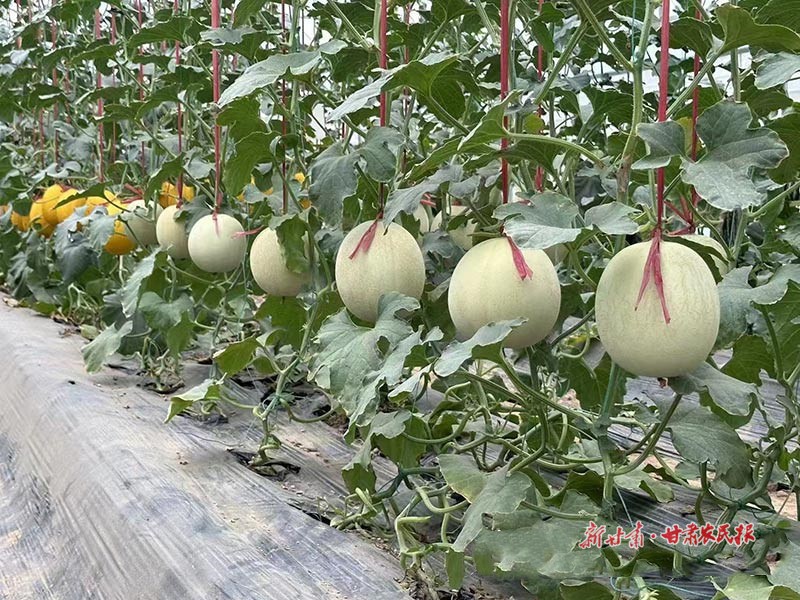 1728634787335391.jpg 1727339684069019397.jpg