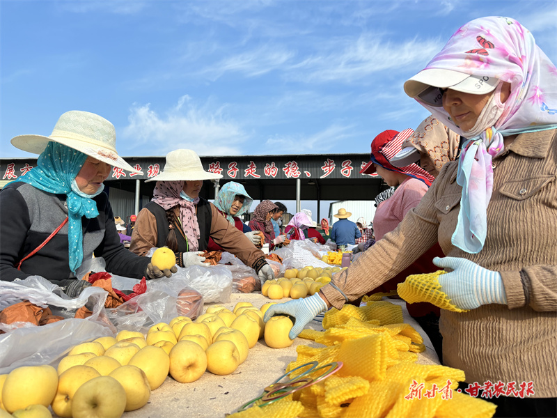 果農(nóng)分揀成熟的維納斯黃金蘋果1