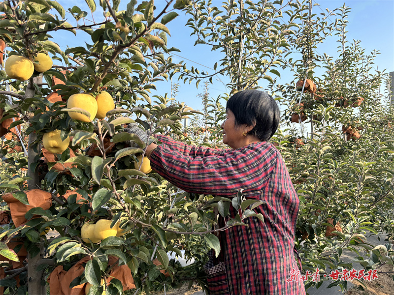 果農(nóng)在采摘成熟的維納斯黃金蘋果2