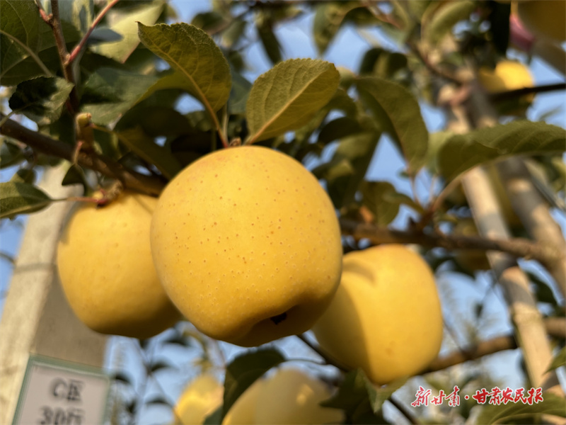 成熟的維納斯黃金蘋果1