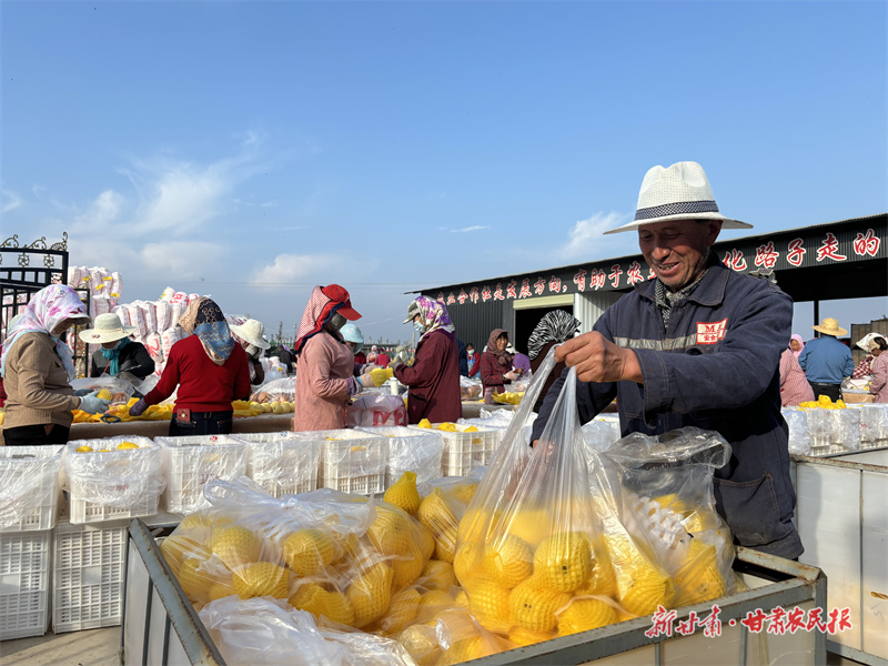 果農(nóng)在分揀成熟的維納斯黃金蘋果2