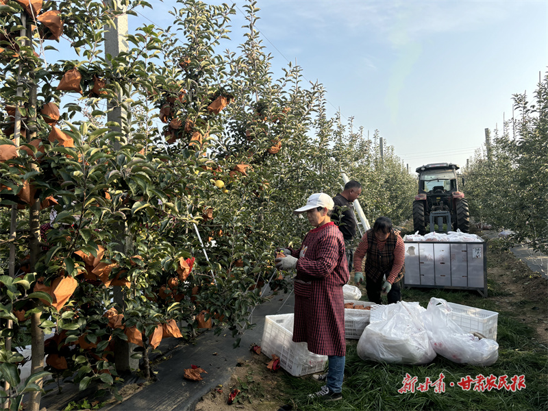 果農(nóng)在采摘成熟的維納斯黃金蘋果9