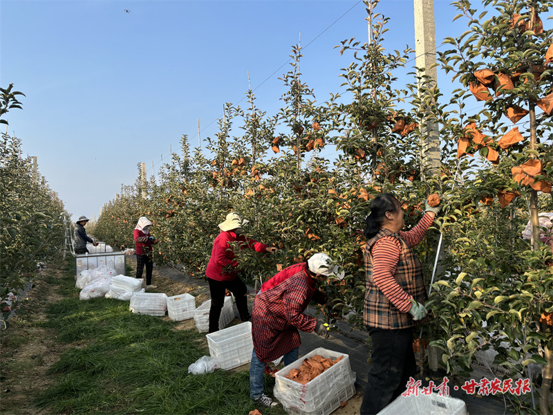 果農(nóng)在采摘成熟的維納斯黃金蘋果8