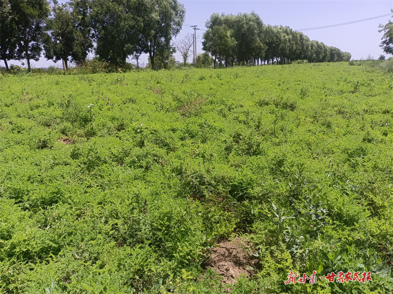 2——引資種植的中藥材基地