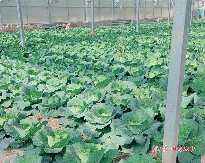 1733365025460454.jpg 1733295970065054765.jpg