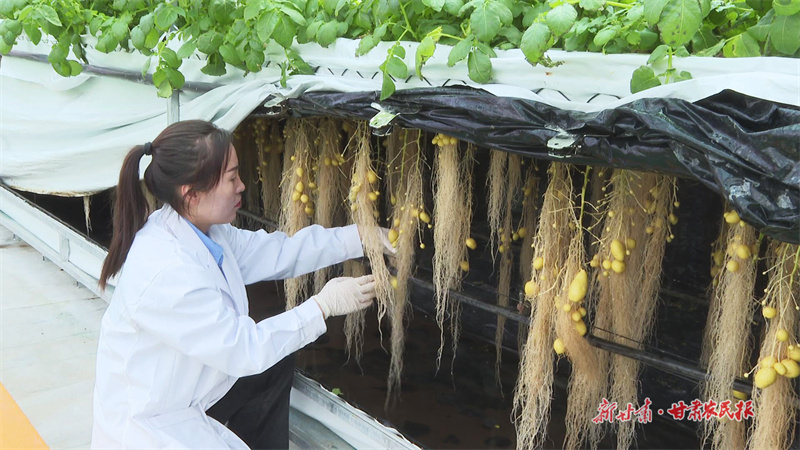 霧培法培育的馬鈴薯原原種_副本