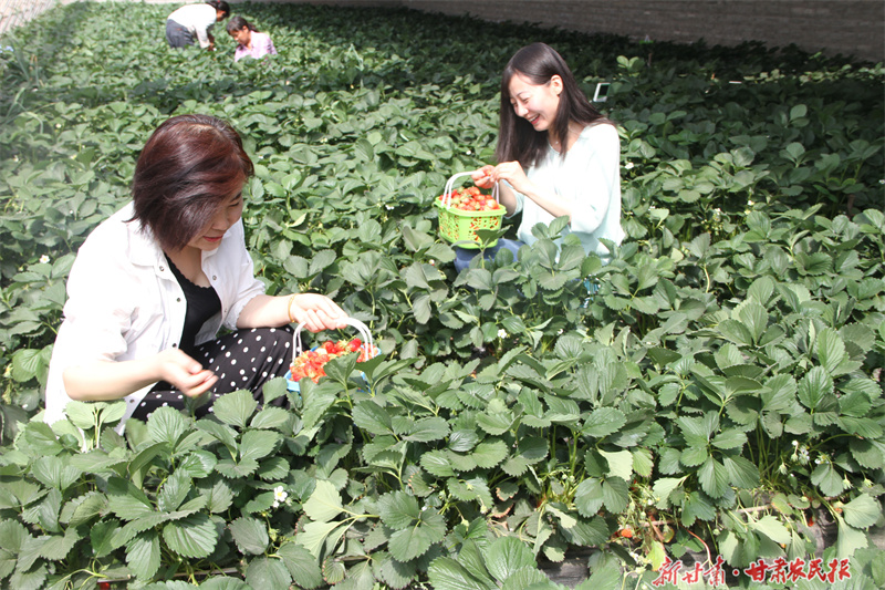 華亭市安口鎮(zhèn)朱家坡村發(fā)展采摘農(nóng)業(yè)帶動群眾致富張小兵攝