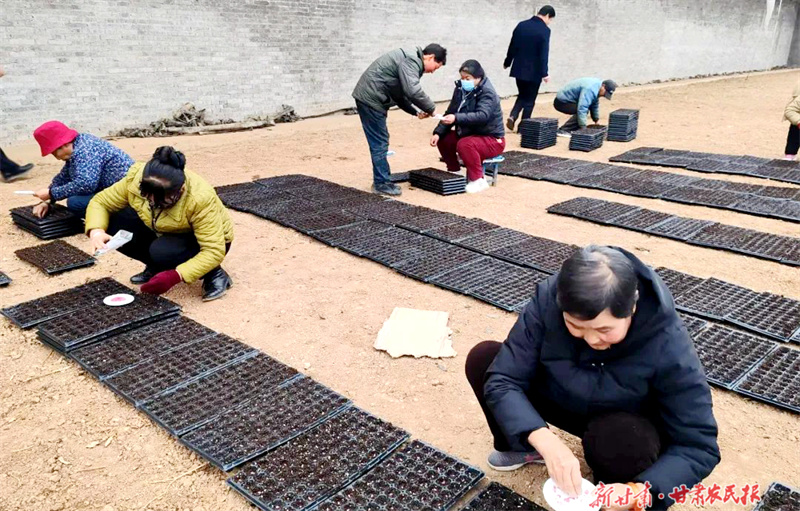 朱家坡群眾正在育苗1