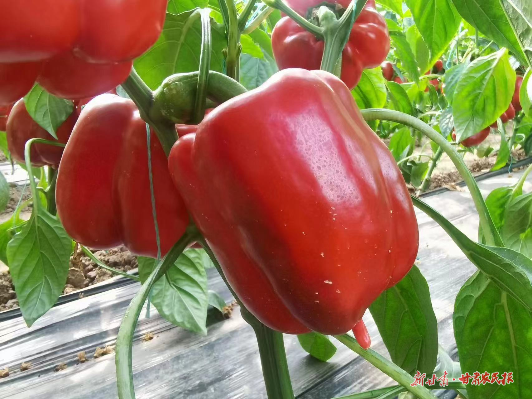 微信圖片_20250318095416