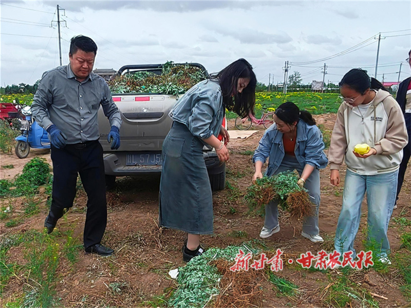 艾草苗訂購.jpg