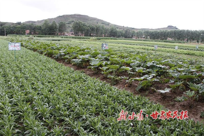 華亭市馬峽鎮(zhèn)藥材種植基地.jpg