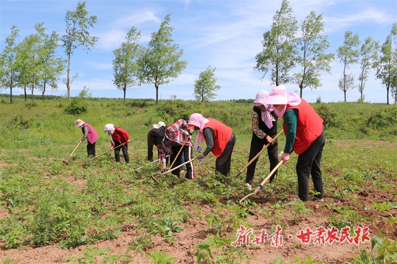 藥材管護(hù).jpg