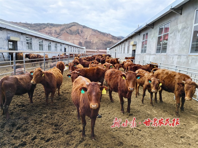 紅牛養(yǎng)殖.jpg