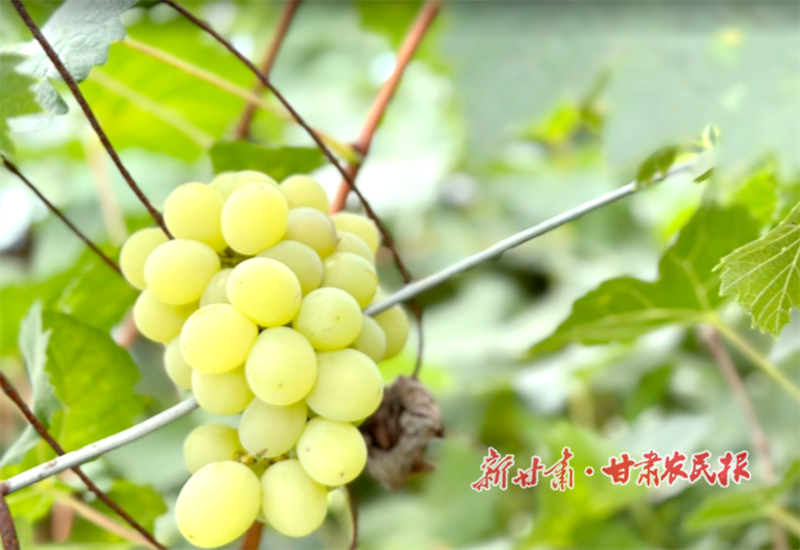 朱家坡種植的葡萄 何蓉攝 (2).png