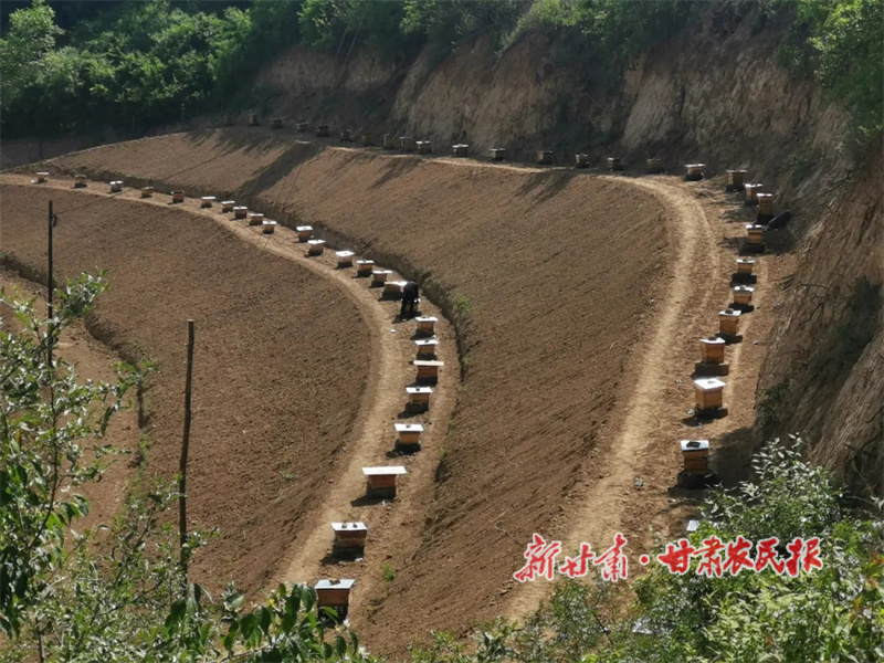 中蜂養(yǎng)殖場.jpg