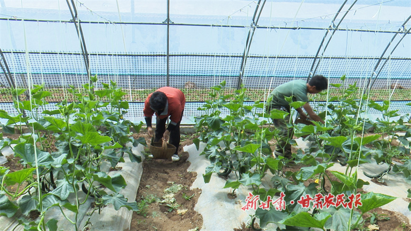 5菜農(nóng)采摘黃瓜.jpg