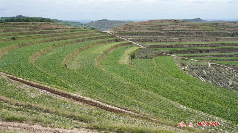 潘王村的旱作農(nóng)業(yè)