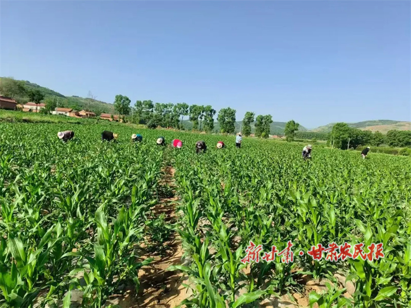 村民們搶抓農(nóng)時(shí)管護(hù)玉米.jpg