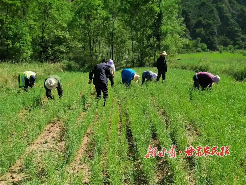種植戶正在管護(hù)中藥材.jpg