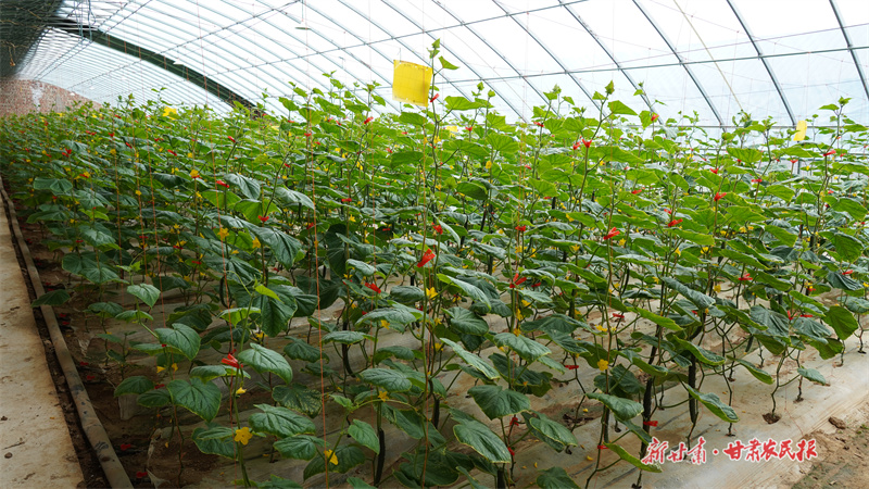 園區(qū)種植的黃瓜