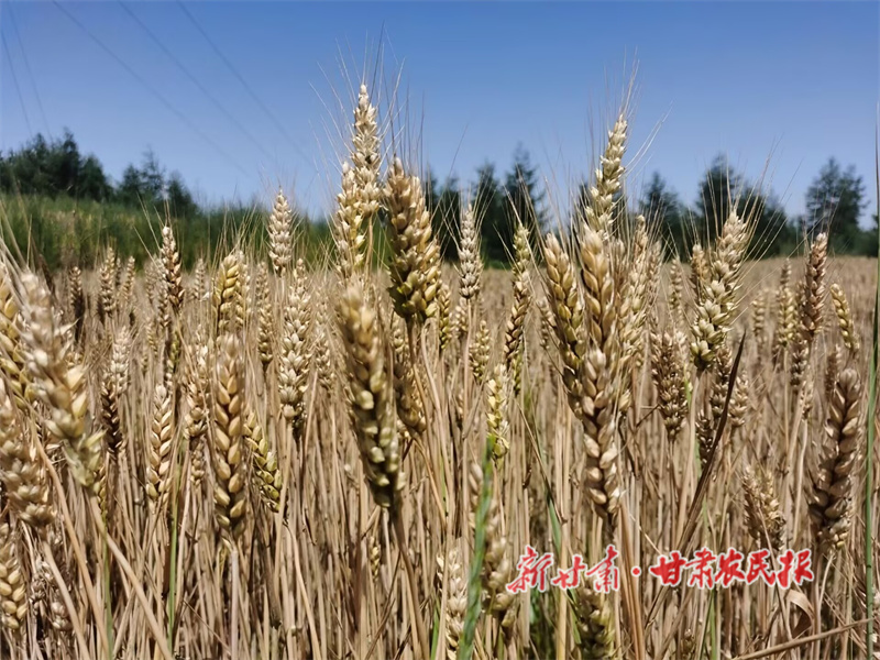 1752542662996681.jpg 7bb8.jpg