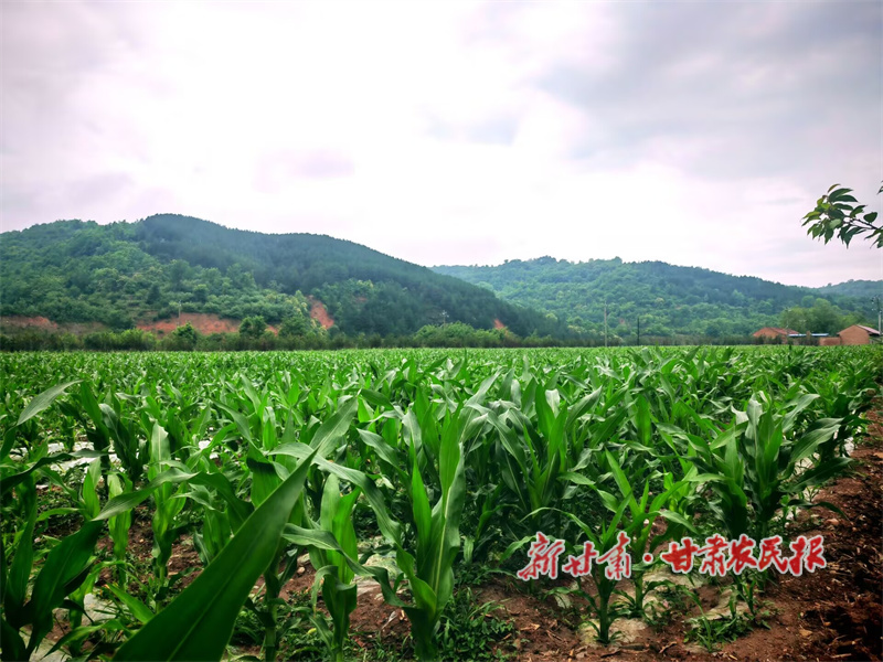 1752542687672947.jpg 0b0.jpg