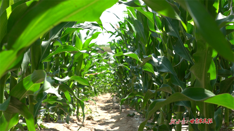 寬大的葉片層層疊疊