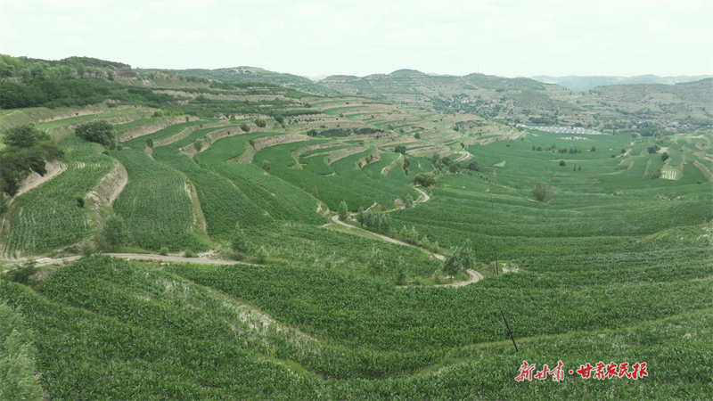 層層梯田玉米郁郁蔥蔥,拔節(jié)旺長
