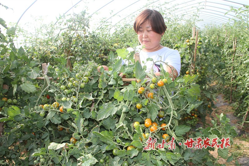 1753246481891531.jpg 華亭市東華鎮(zhèn)黎明村蔬菜基地 (1).jpg