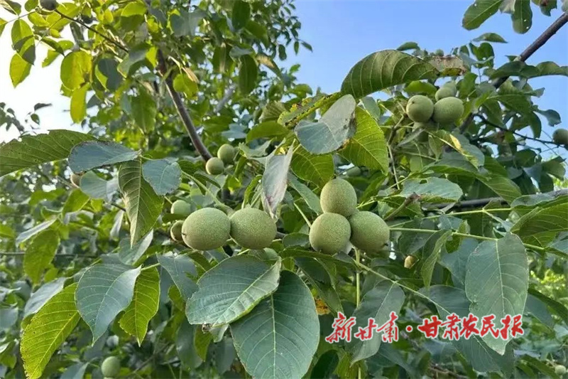 1753788609172132.jpg 顆顆飽滿的核桃果實(shí).jpg