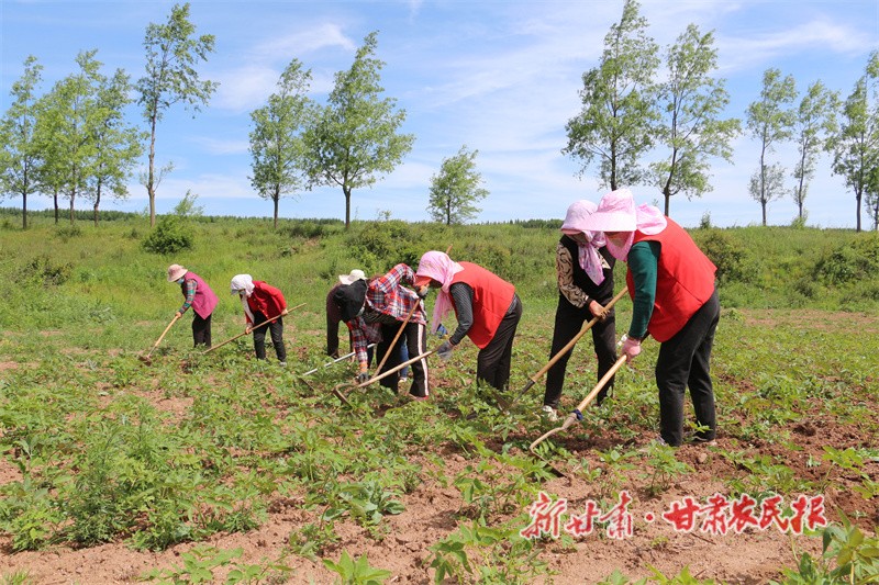 藥材管護.jpg