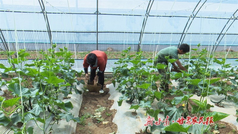 1756702189582885.jpg 5菜農(nóng)采摘黃瓜.jpg