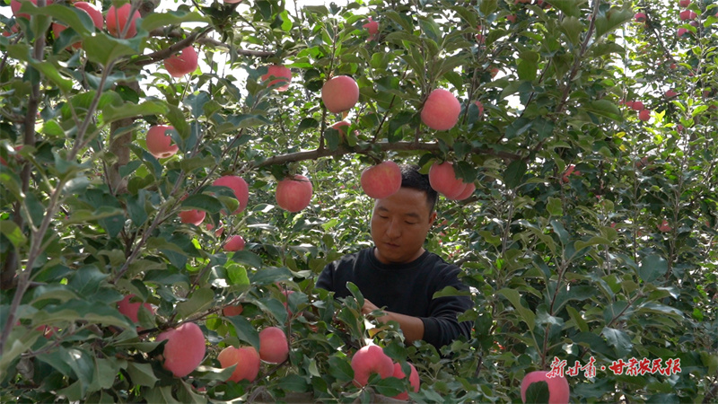 果農(nóng)給蘋果翻面
