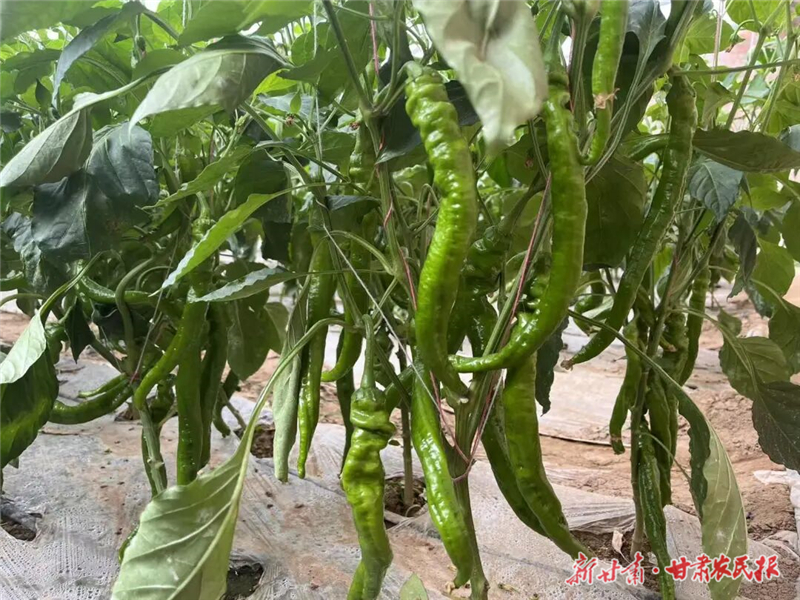 李天河3