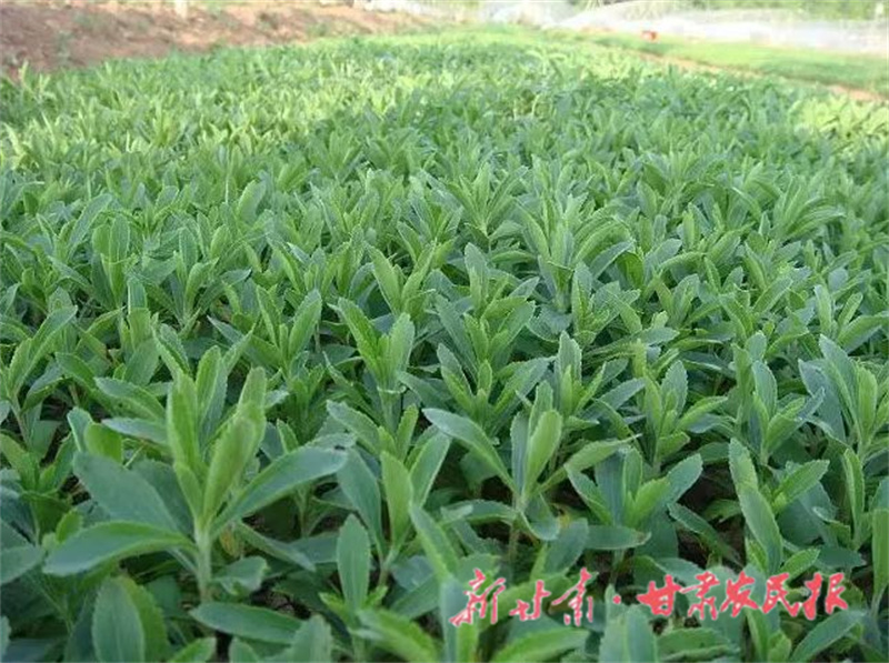肅州區(qū)
