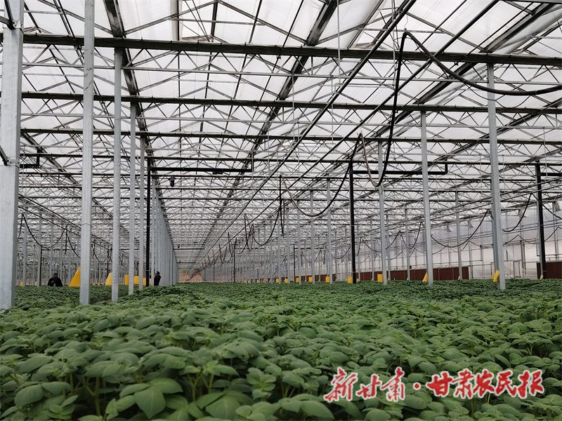 “薯”光耀隴中