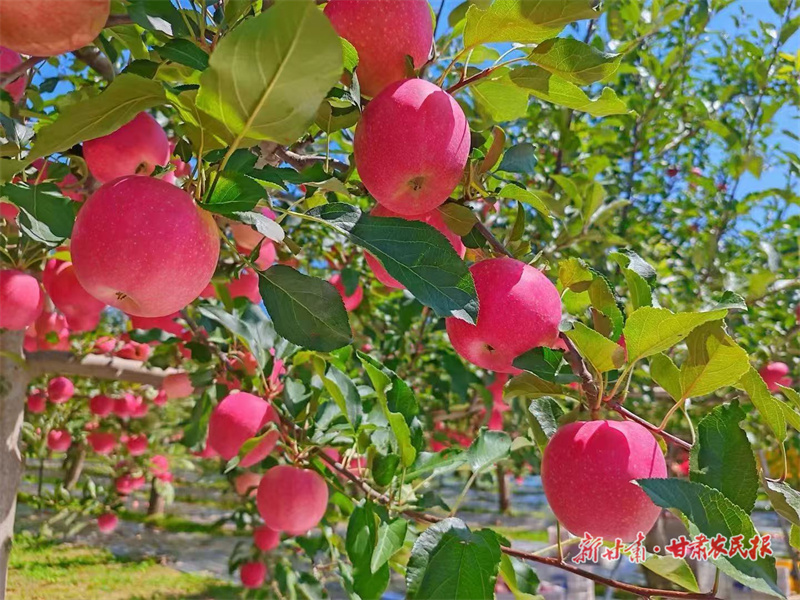 【圖片新聞】涇川：碩果盈滿枝 摘袋迎豐收