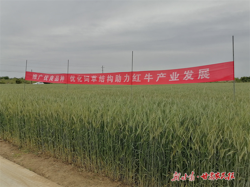 ?平?jīng)觯?ldquo;一年兩作”飼草高效種植賦能紅牛產(chǎn)業(yè)發(fā)展