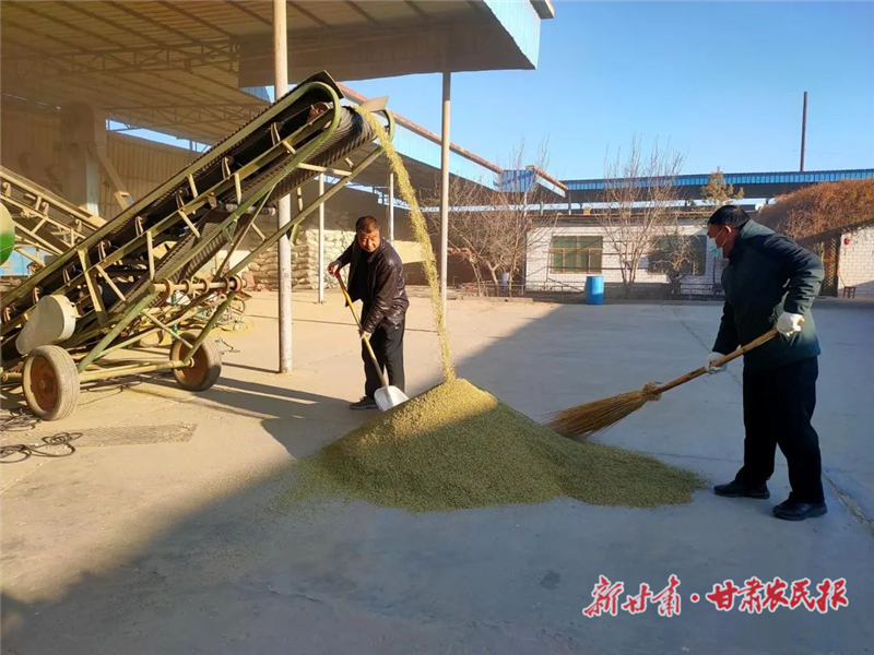 “圈粉”海外！ 民勤茴香榮登國(guó)際舞臺(tái)