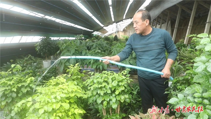 天祝：冬日花卉大棚“春意濃”