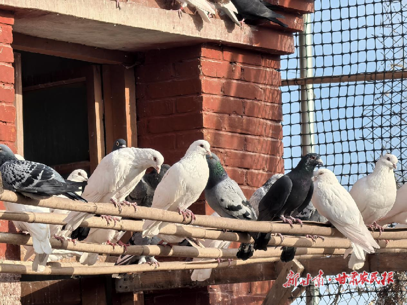 涼州區(qū)洪祥鎮(zhèn)：做好特色產(chǎn)業(yè) 助力鄉(xiāng)村振興