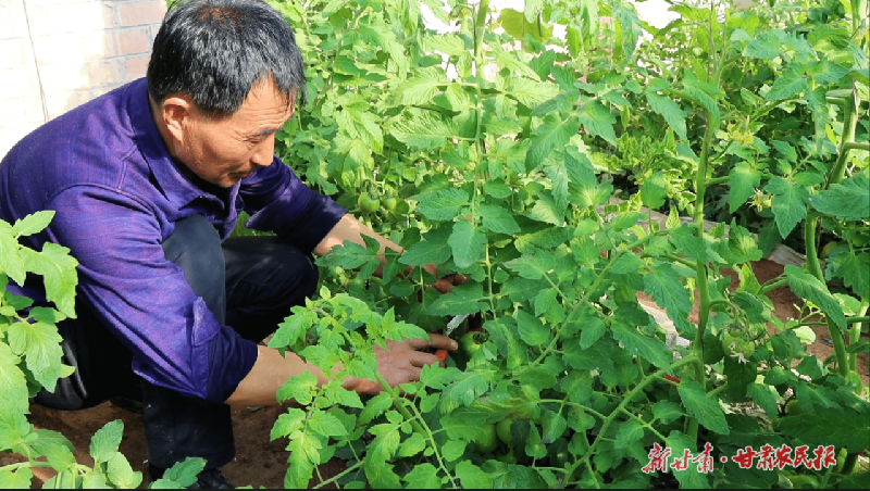 金川：“老味道”西紅柿映紅好日子