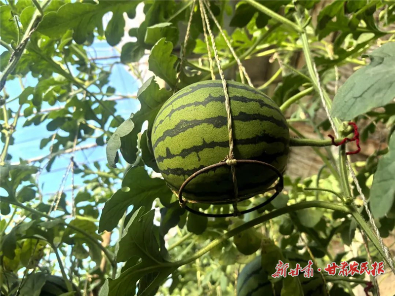 民勤縣重興鎮(zhèn)：黑山“吊蔓”西瓜上市惹人饞