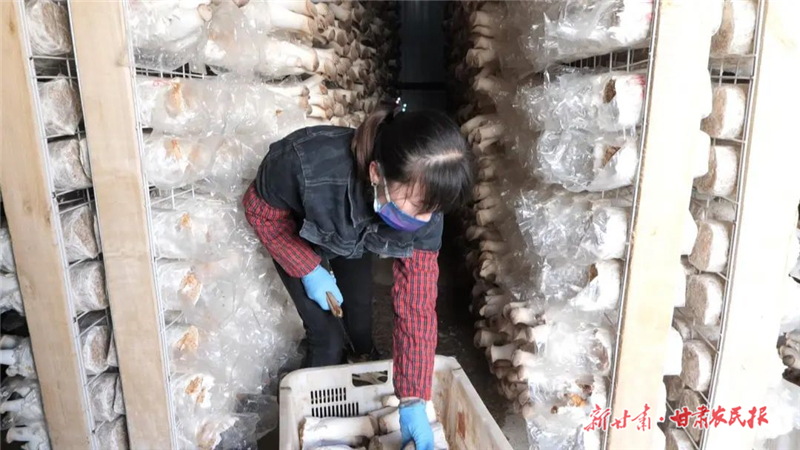 永昌縣：設(shè)施農(nóng)業(yè)助力農(nóng)閑時節(jié)變身“豐收季”