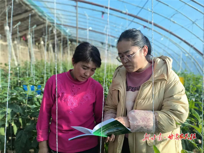 民勤：做好農(nóng)戶“田保姆” 農(nóng)技人員“支招”忙