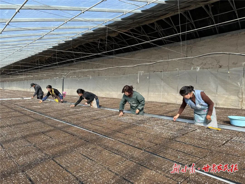 民勤：全力備春耕！ 用“芯”做強(qiáng)種業(yè)