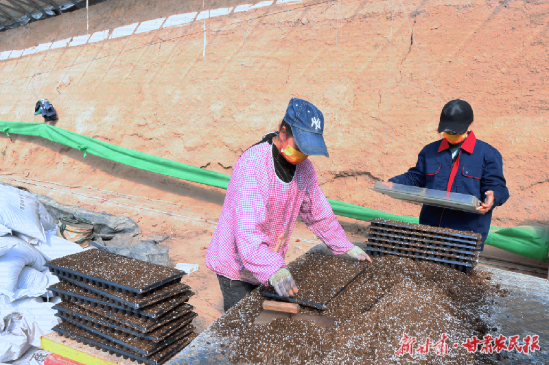 金川區(qū)：春季育苗齊繪大棚“早春圖”