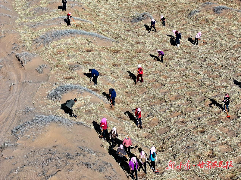 春風(fēng)里的綠色誓言——民勤，讓我們共植希望之林！
