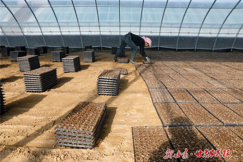 【圖片新聞】古浪：育良種促增收