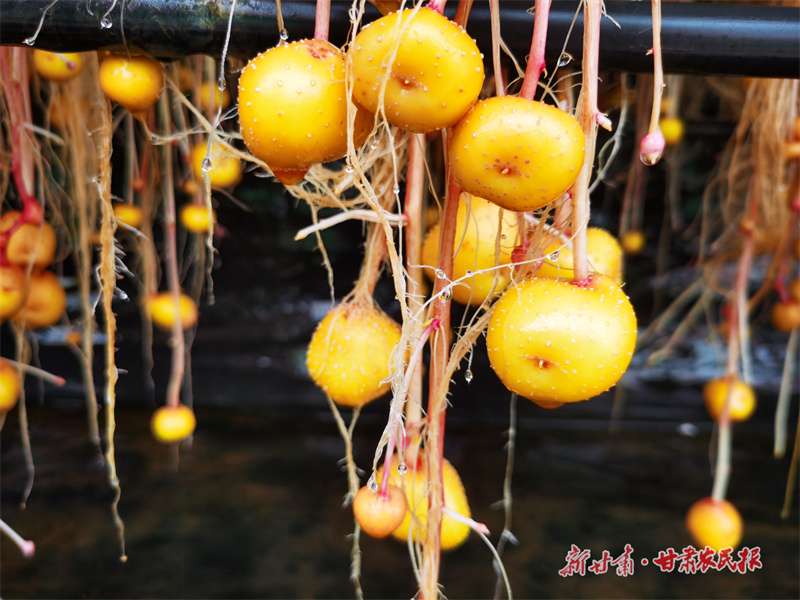 一粒種子背后的農業(yè)新質生產力“薯光”